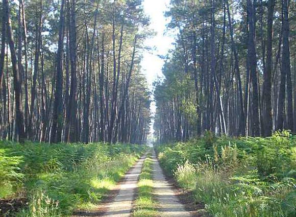 foret des landes