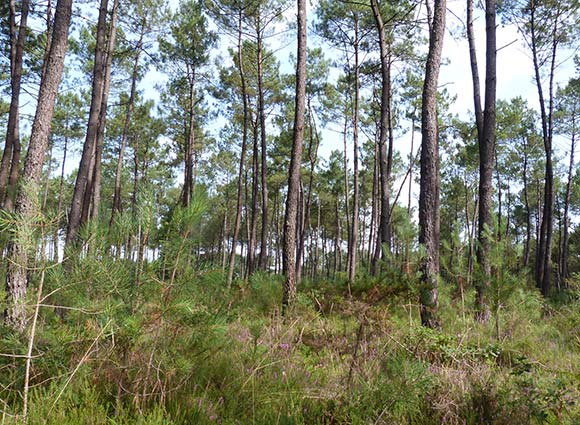 randonnées en famille dans la forêt landaise