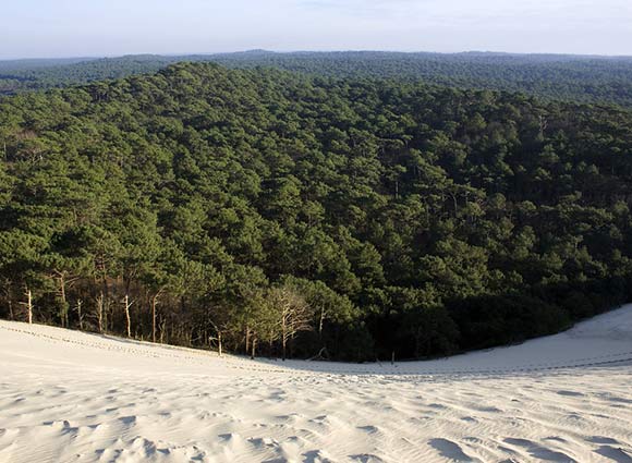 pinède landes