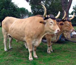 écomusée de Marquèze Sabres